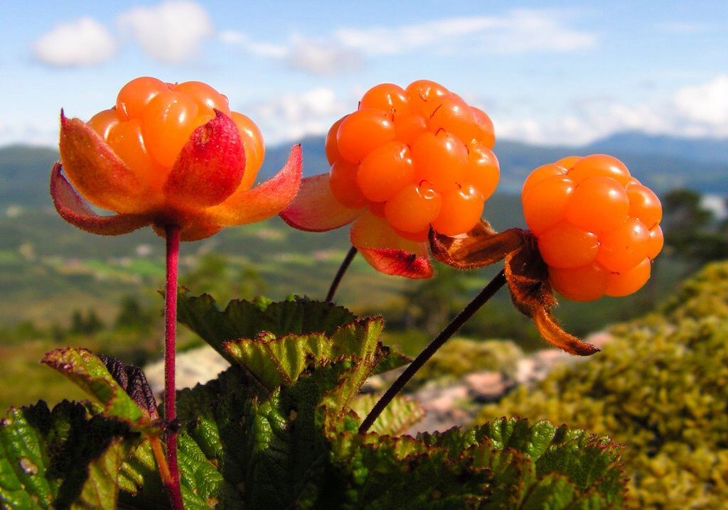 Cloudberries
