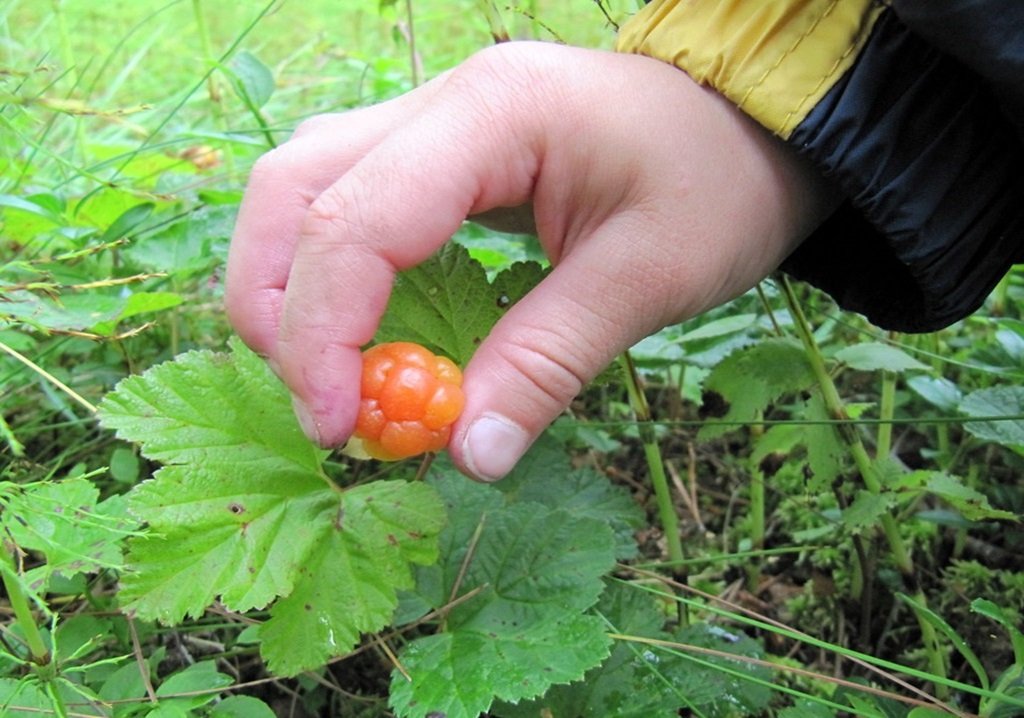 Picking Cloudberries
